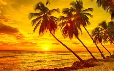 Picture Barbados Caribbean Nature Palms Tropics Sunrise 3840x2400