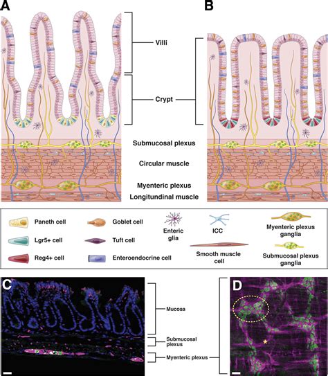 The Enteric Nervous System For Epithelial Researchers Basic Anatomy