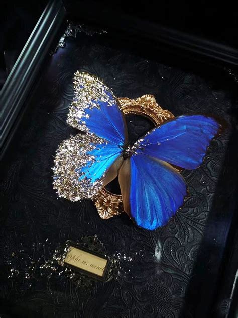 Framed Real Blue Gold Butterfly Taxidermists Art Entomology Etsy