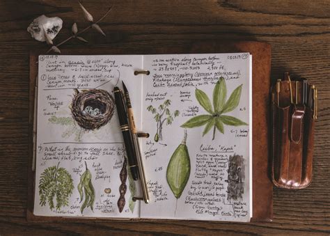Nature Journaling Learn The Art Of Seeing And Recording The World