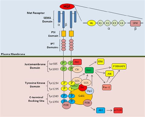 structure of hgf met and molecular signalling components the hgf download scientific diagram