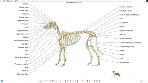 Labeled Atlas Of Anatomy Illustrations Of The Dog Bones Skeletal