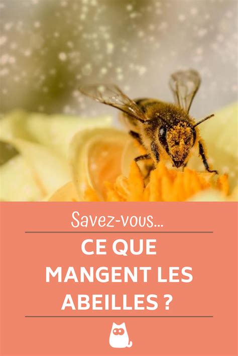 54 Cool Ce Que Mange Les Insectes Insectza