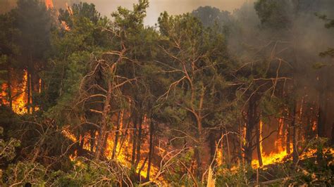 Orman yangınları 15 milyon ton karbondioksit emisyonuna neden oldu