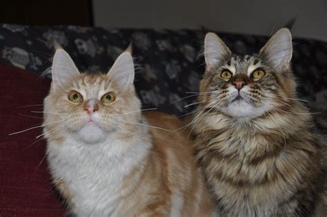 The maine coon is the second most popular breed in america and has earned the nickname (the gentle giant). Maine Coon cat - all about character, price, breeding and ...