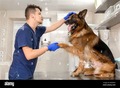 A Professional Vet Doctor Examines A Large Adult Dog Breed German