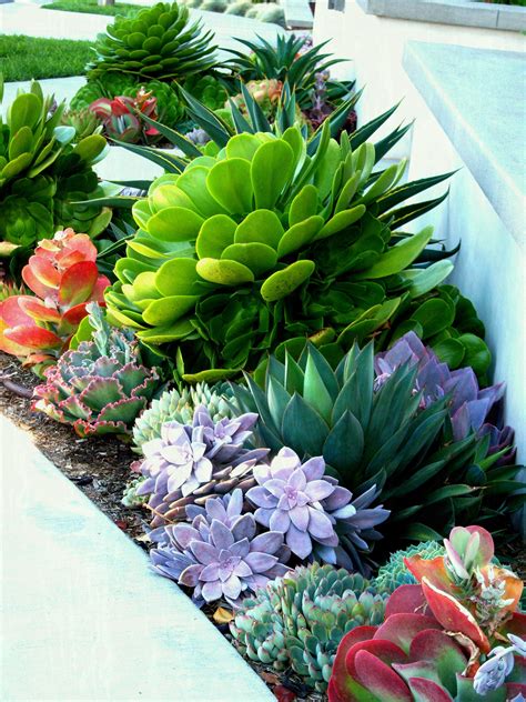 But many cactus plants do well indoors, so long as you provide them with the right environment. Succulent Landscaping Grassless Front Yard Low Maintenance ...
