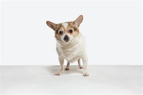 Obrazy Chihuahua Darmowe Wektory Zdjęcia Stockowe I Psd