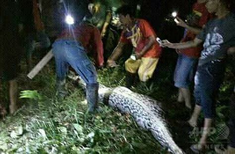 体長7メートルのヘビが人をのみ込む 腹部から男性の遺体 インドネシア 写真1枚 国際ニュース：afpbb News