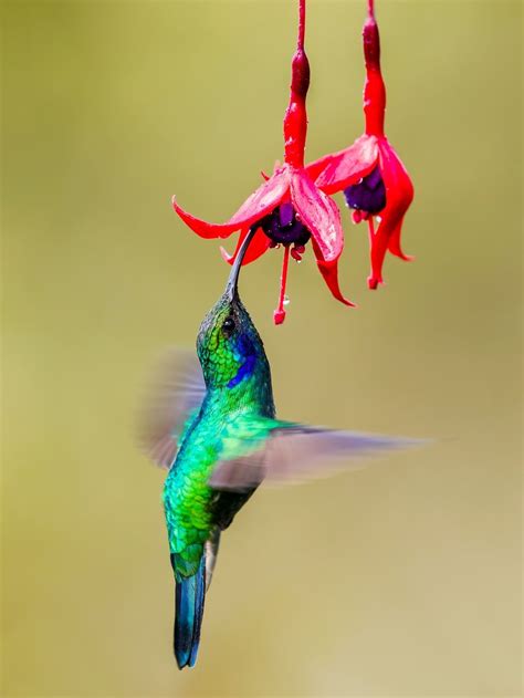 Hummingbirds Wallpapers Top Free Hummingbirds Backgrounds
