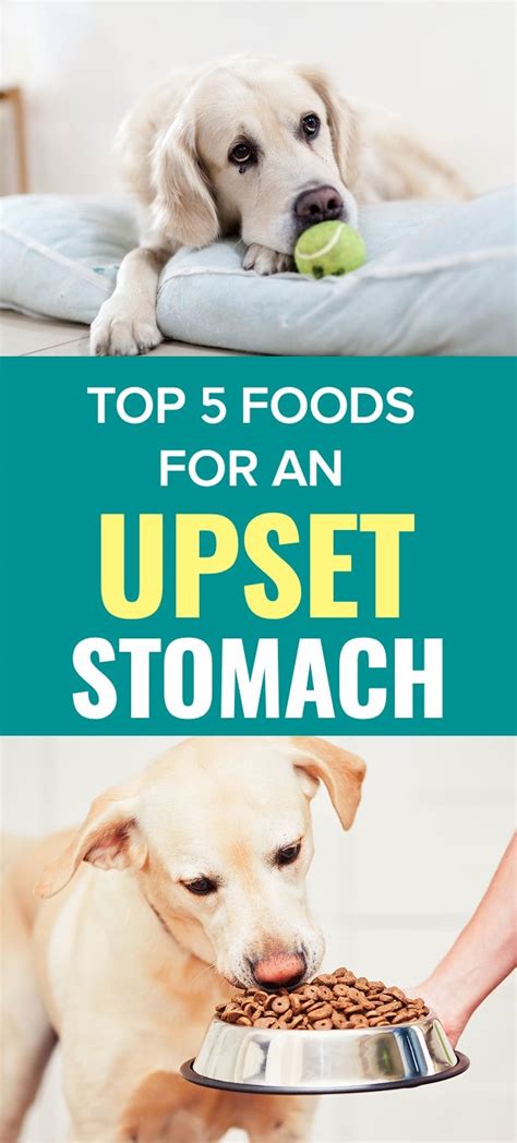 What kind of food should i feed my dog? Best Dog Foods For Sensitive Stomachs - 5 Foods for Your ...