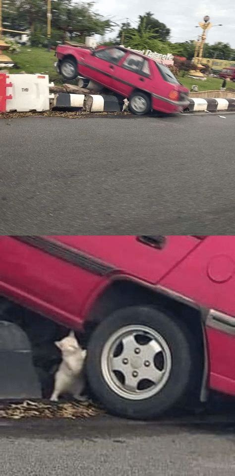 Meme Generator Cat Pushing Car Newfa Stuff