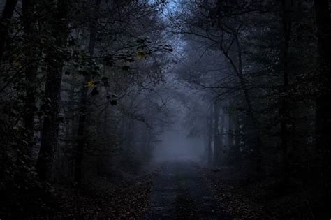 Dark Forests Photo Contest Winners