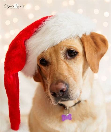 Lisa The Adopted Labrador Just Loves The Holidays