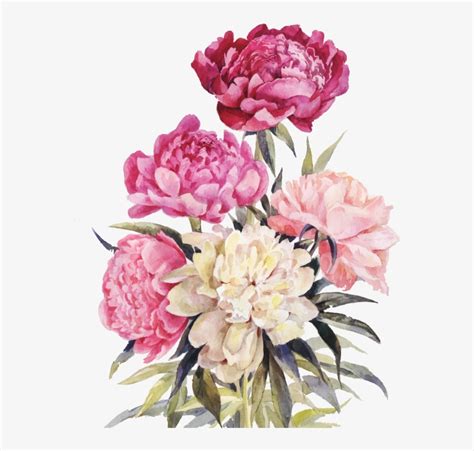 Bouquet Vector Watercolor Free Vintage Peony Illustration Free
