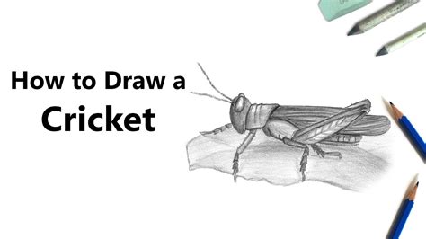 Cricket Insect Drawing Insect Grasshopper Drawing Locust Cricket