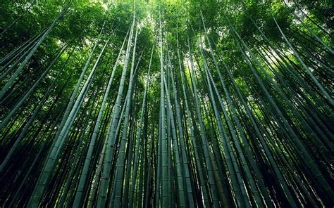 Forest Bamboo HD Wallpaper Peakpx