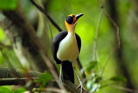 The 10 Most Remarkable Birds In Ghana Africa Geographic