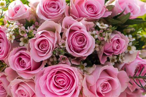 Closeup Of Pink Roses Bouquet Stock Photo Image Of Love Closeup