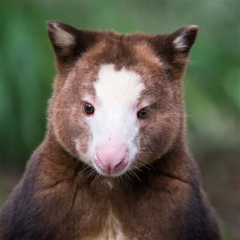 5 Cool Facts About The Tree Kangaroo 5 Tree Kangaroo Facts Quizzclub