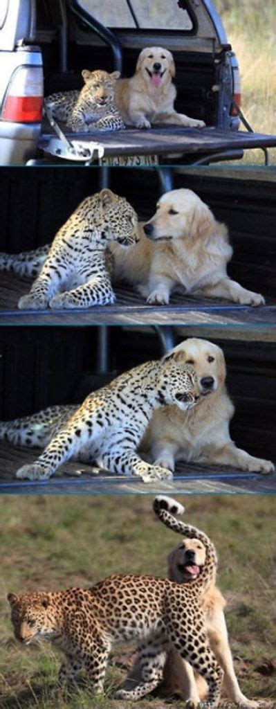 Strange And Improbably Animal Friendships 30 Pics