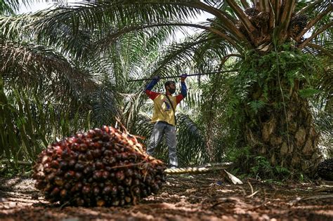 Malaysia Indonesia Berencana Ekspor Minyak Kelapa Sawit Ke Cina Riset