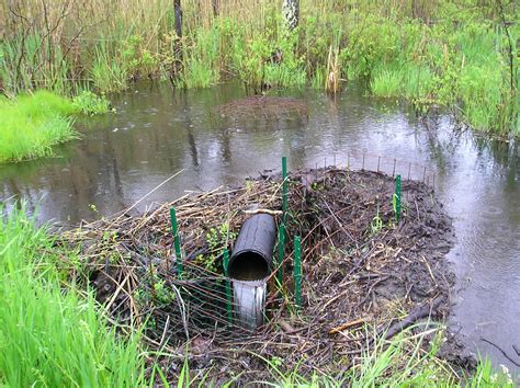 How To Control The Water Level Behind A Beaver Dam In Massachusetts