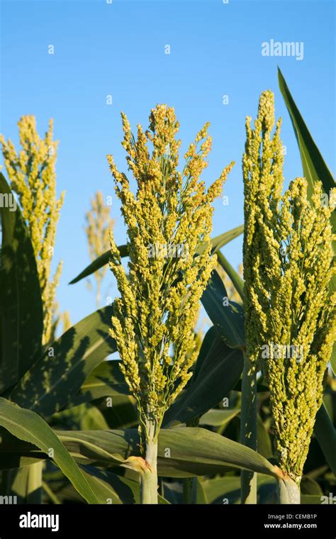 Agriculture Closeup Of Grain Sorghum Milo Plants With Fully Formed