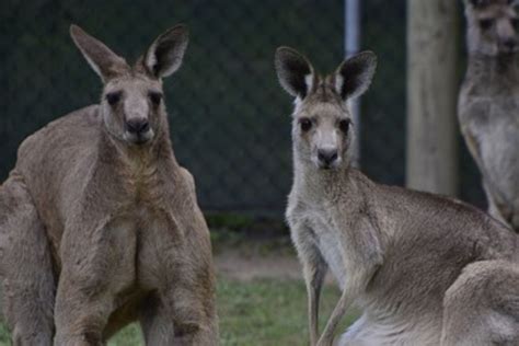 How Do Kangaroos Give Birth Their Unique Reproduction