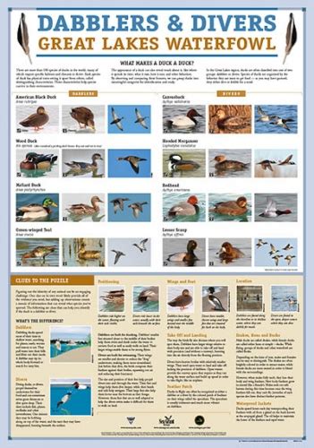 Dabblers And Divers Great Lakes Waterfowl A New Publication By