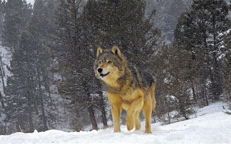 Winter Wolf Forest Wallpapers Wolf Wallpaperspro