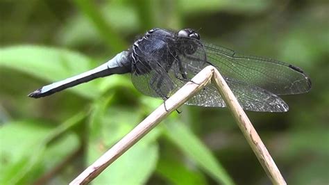 🐝 Large Japanese Dragonfly Order Odonata Real Japan Monsters Youtube