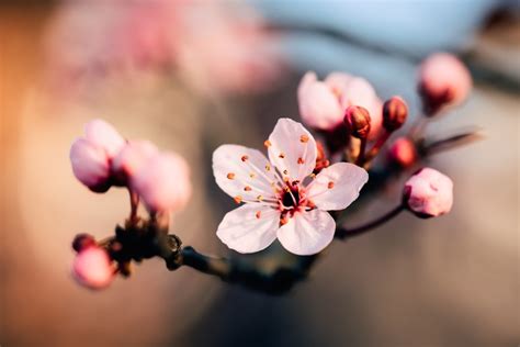 20 Best Free Cherry Blossom Pictures On Unsplash