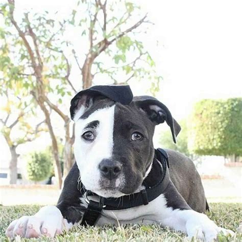 Pin By Katie Howell On Pitbull Iii Cute Puppies Pitbulls Beautiful Dogs