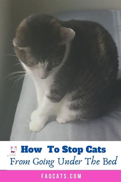 How To Stop Cats From Going Under The Bed Video Cats Cute Cats And