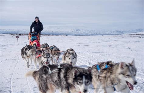 Dogsledding Tour In Kiruna Sweden