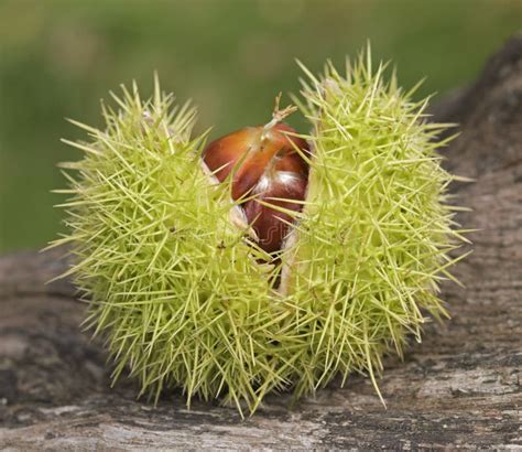 Horse Chestnuts In Their Case Stock Photo Image Of Chestnuts Fall