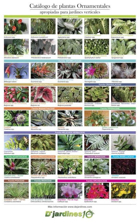 Catálogo De Plantas Ornamentales Revista Dejardines