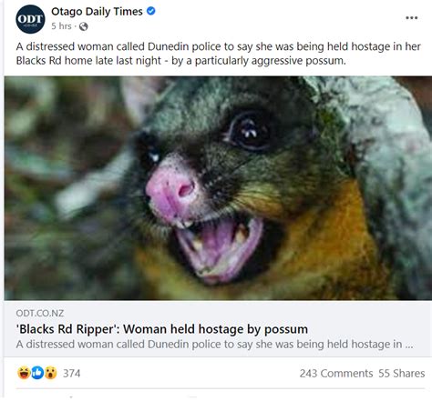 ‘blacks Rd Possum Woman Meets Hungry Joey Framing Speciesism