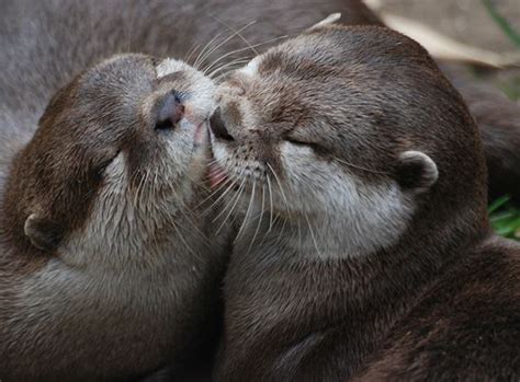 Otter Gives His Friend A Nice Chin Lick — The Daily Otter Otters Cute