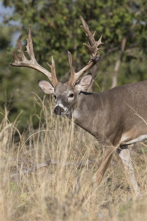 Portrait Photograph Of Whitetail Buck During The Fall Season Stock