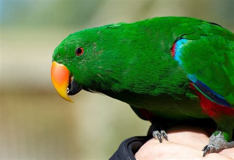 Eclectus Parrot Male By Gp1746 Redbubble