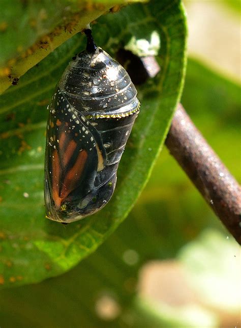 Red And The Peanut Monarch Butterfly—from Chrysalis To Flight