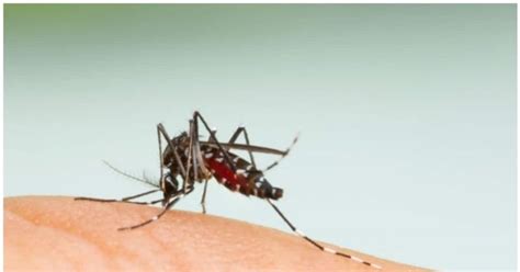 Mosquito Menace Mosquito Bites Are More Dangerous To Elderly Than