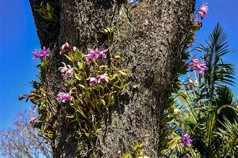 Epiphytes 101 The Best Options To Grow As Houseplants Gardenerpath