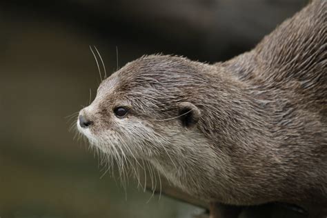 Otter Ken Mckillop Flickr