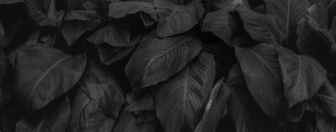 15 Free Black Leaves Wallpaper Pictures Pikwizard