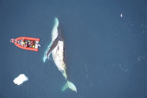 Comparison humpback megaptera novaeangliae size whale. Why are whales big, but not bigger? | Earth | EarthSky