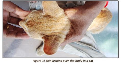 Notoedric Mange Associated With Malassezia In Cats