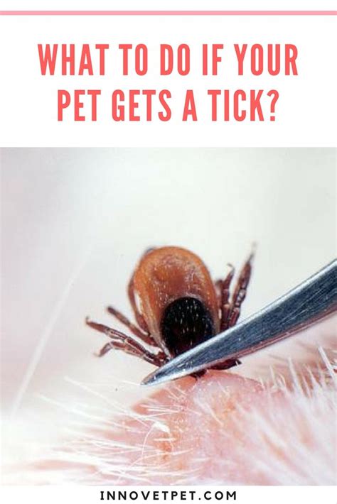 What Should I Do If My Pet Gets A Tick Ticks Tick Removal Pets